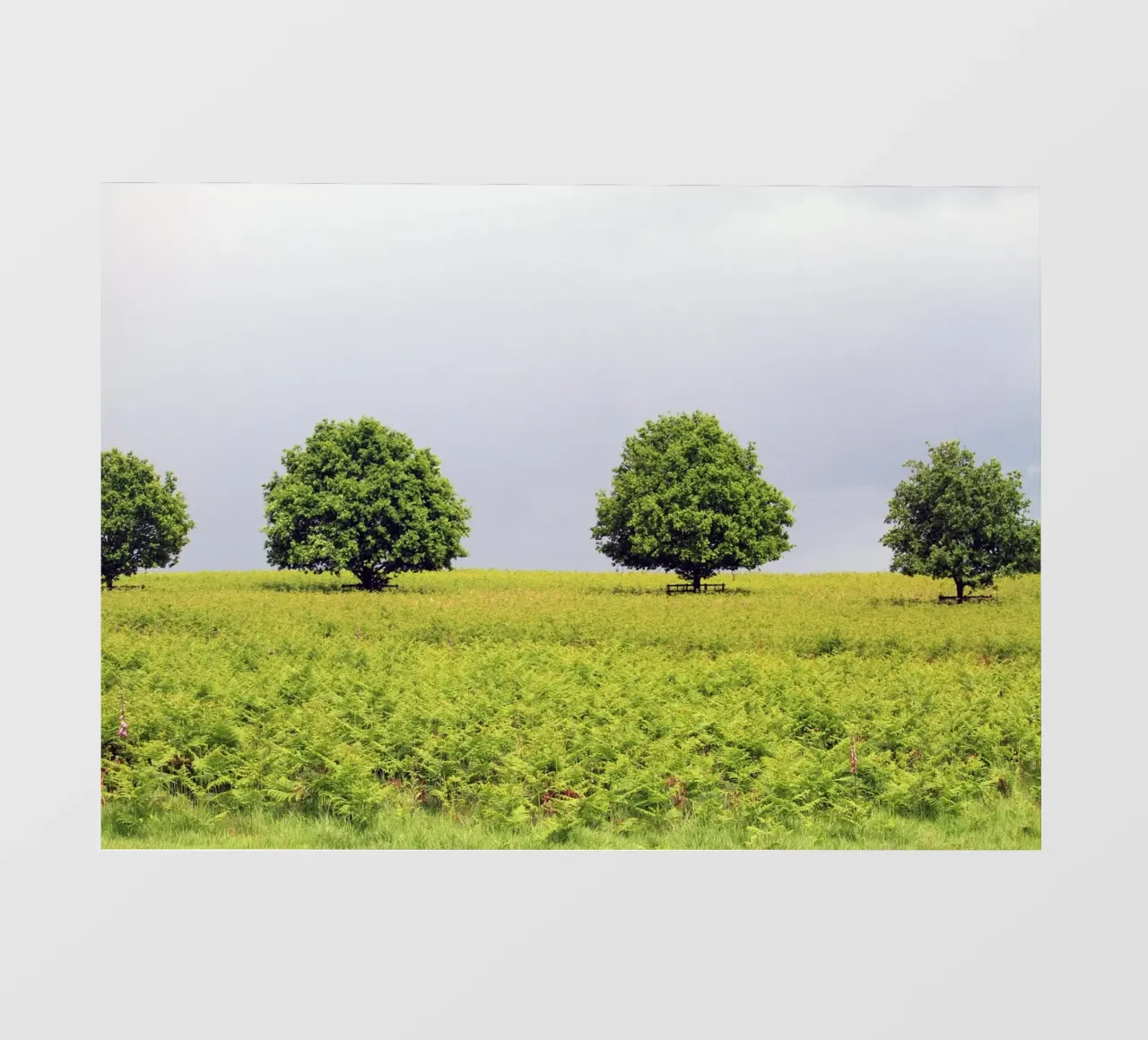 Alberi in un campo di felci sotto un cielo grigio telo in pvc da Jack C Photography