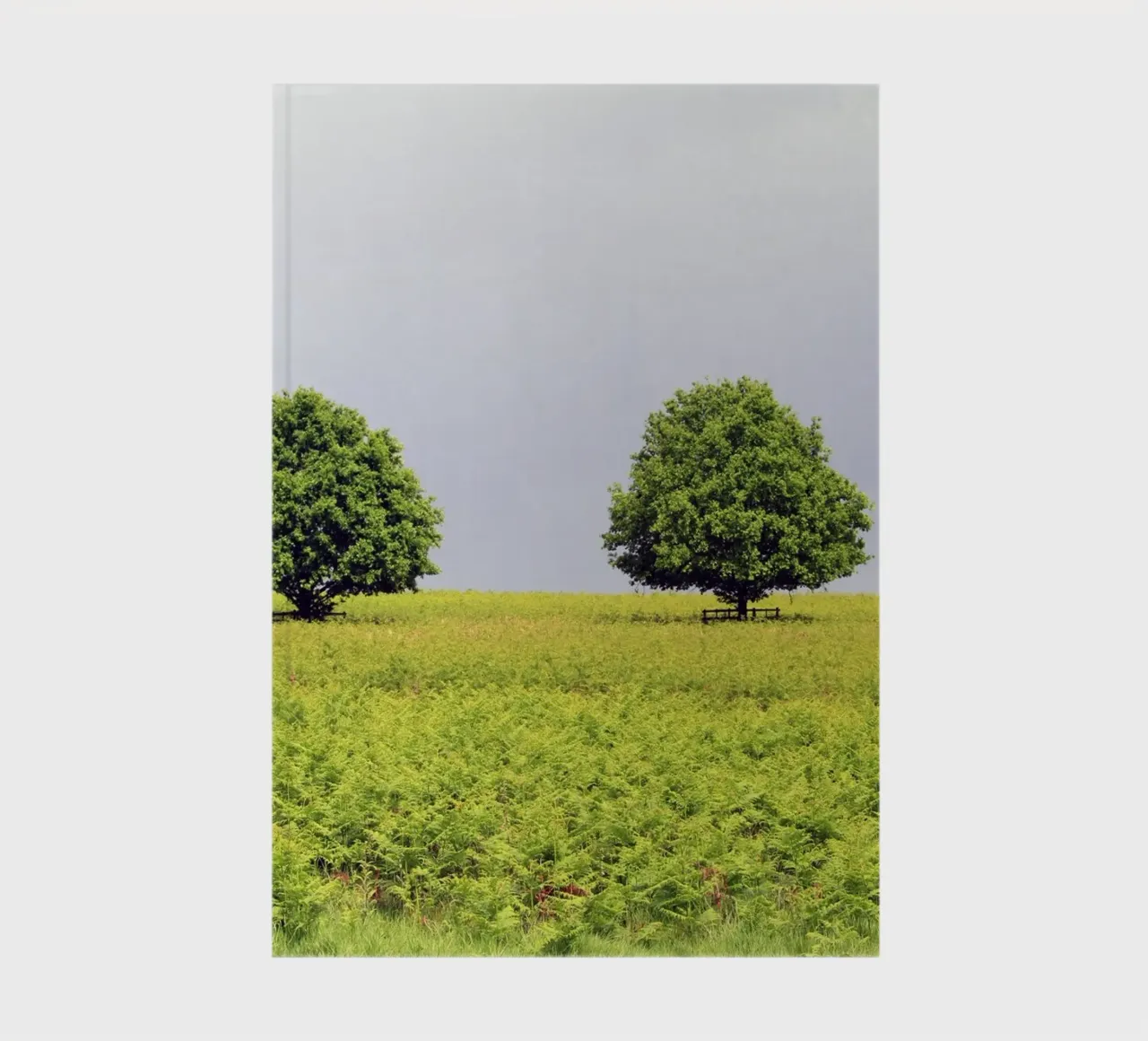 Trees in a Field of Ferns under a Grey Sky notebook by Jack C Photography