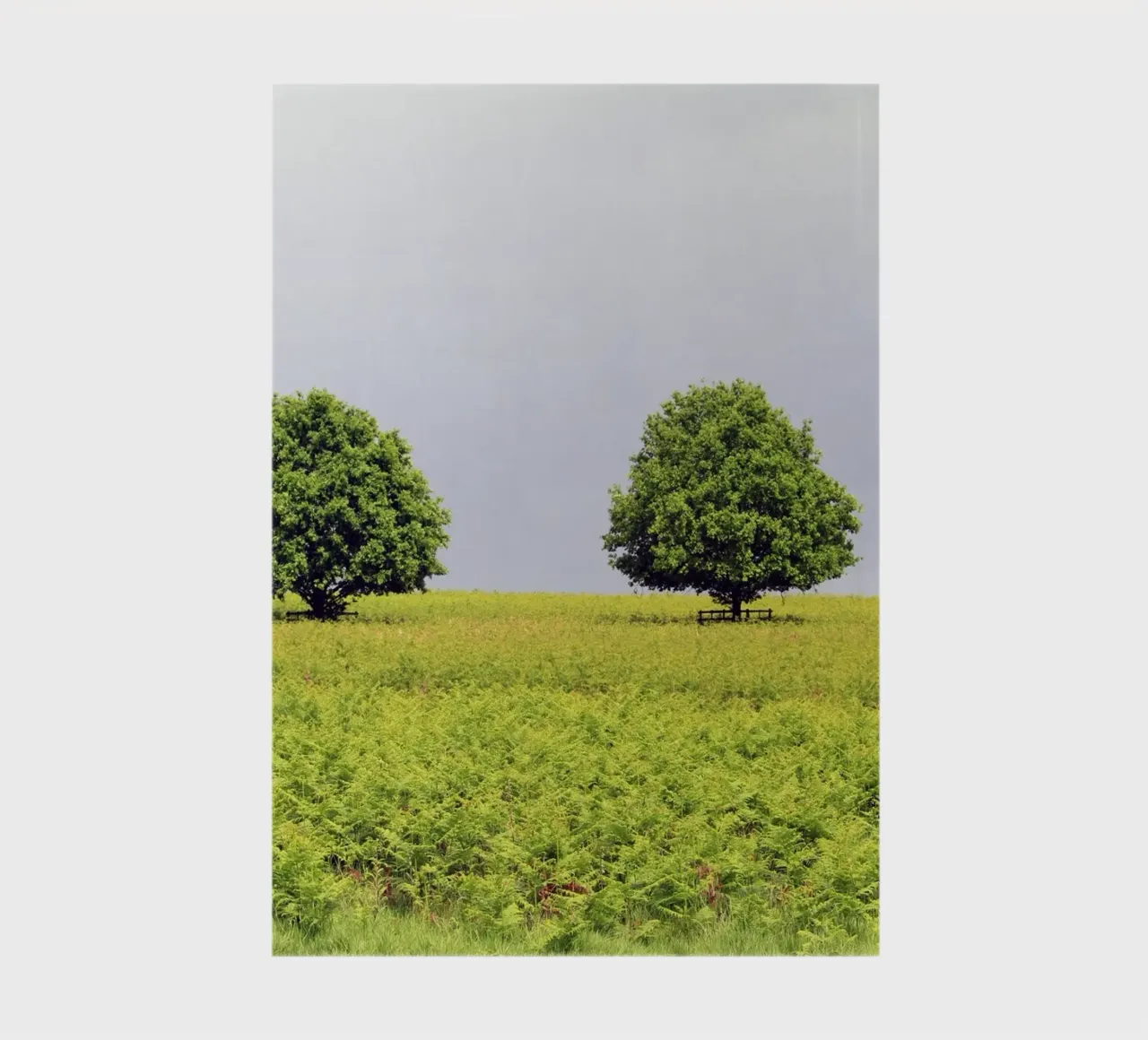 Alberi in un campo di felci sotto un cielo grigio diario da Jack C Photography