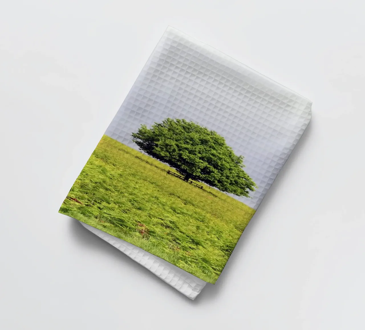 Alberi in un campo di felci sotto un cielo grigio canovaccio da cucina da Jack C Photography