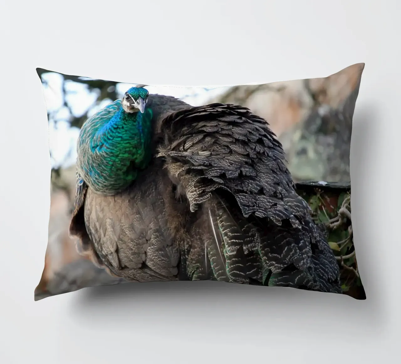 Pavone con piume splendide e vibranti cuscino da Jack C Photography