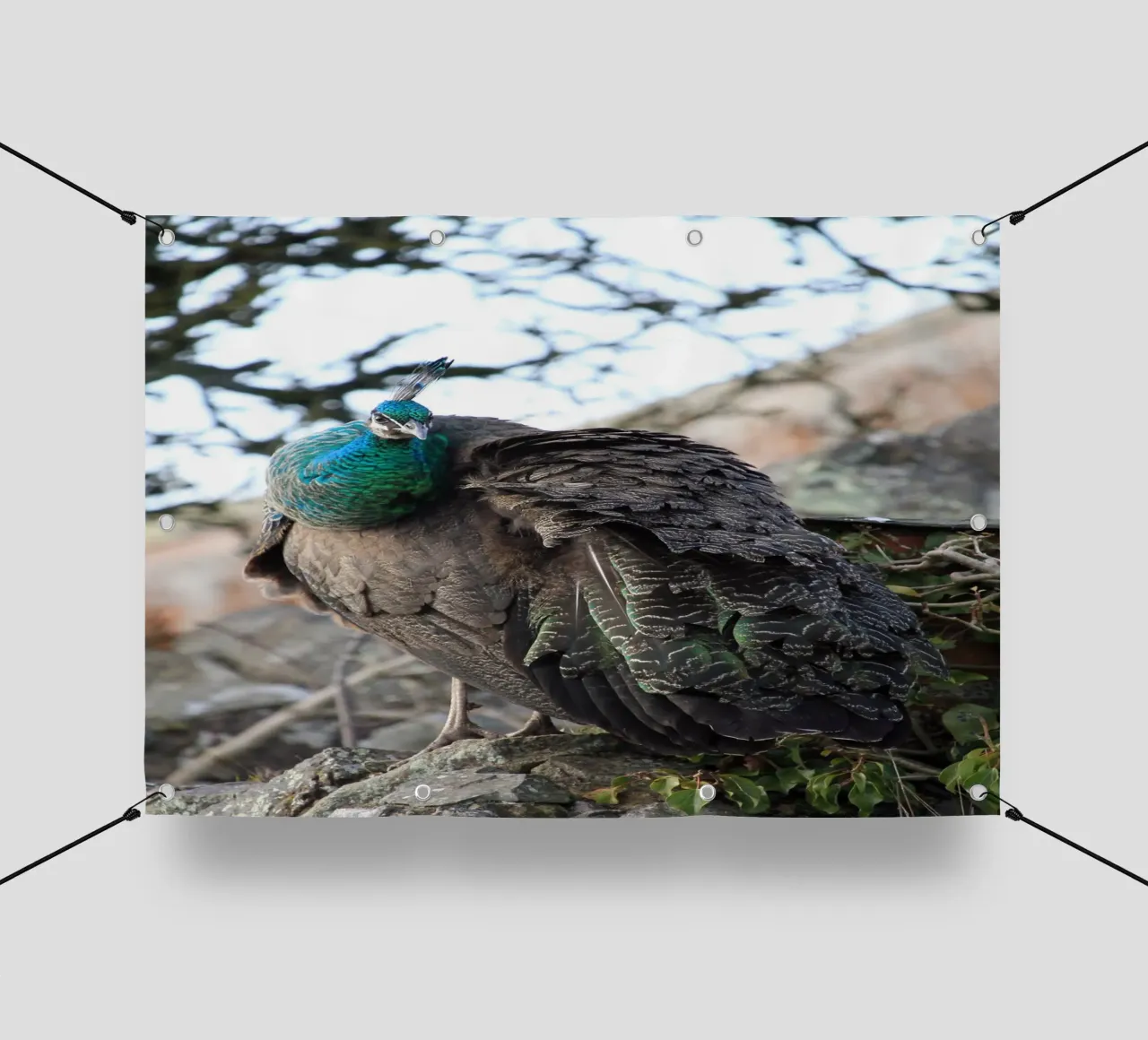 Pavone con piume splendide e vibranti telo in pvc da Jack C Photography