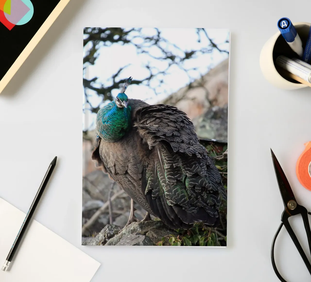 Peacock with Stunning and Vibrant Feathers notebook by Jack C Photography