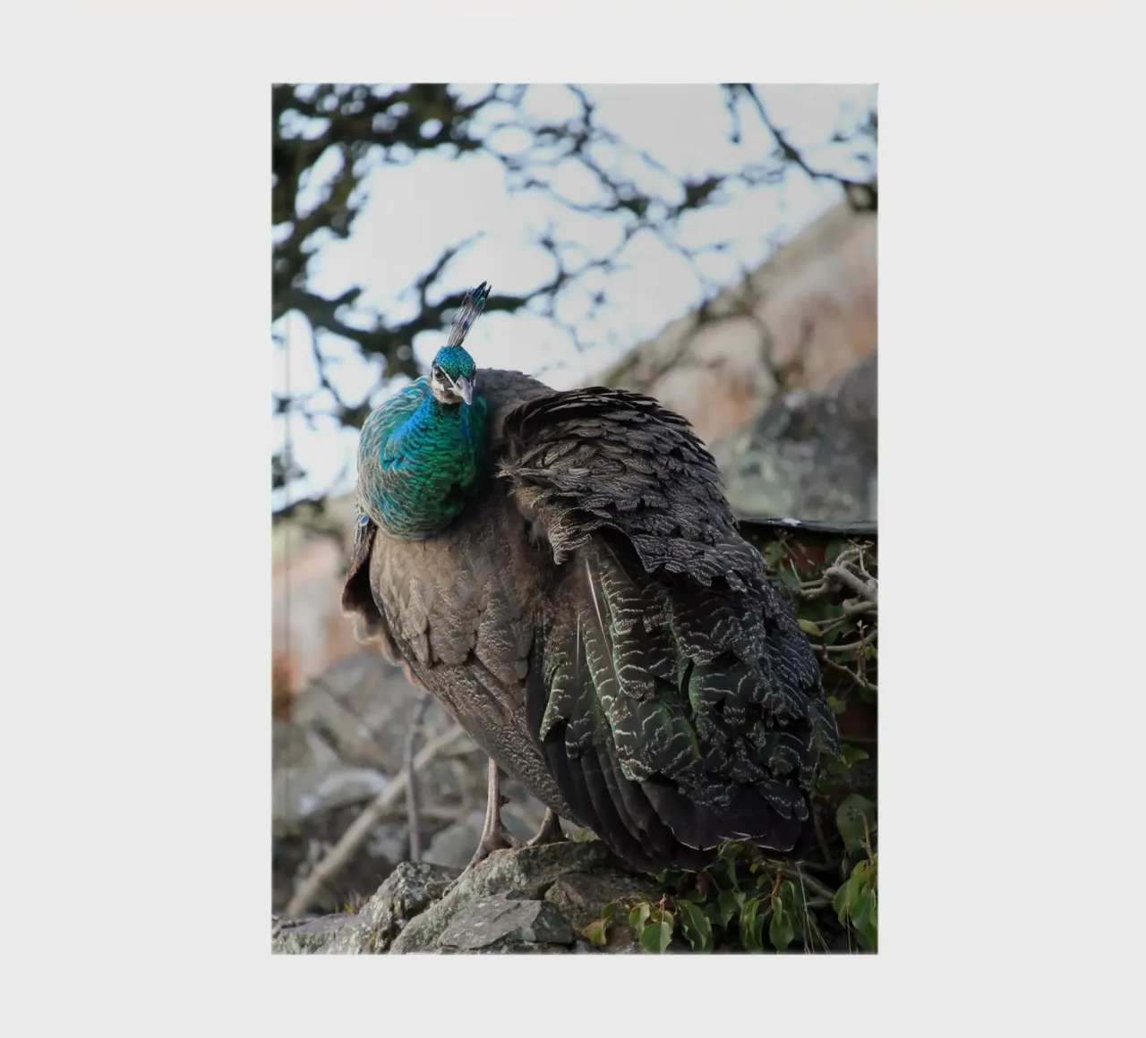 Peacock with Stunning and Vibrant Feathers notebook by Jack C Photography