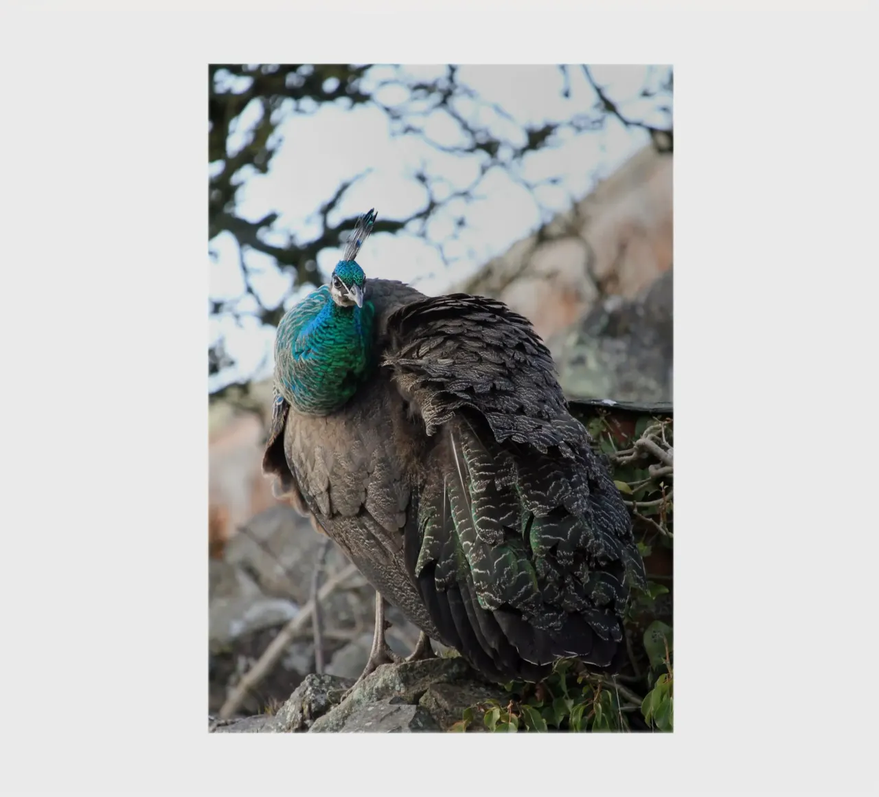 Peacock with Stunning and Vibrant Feathers notebook by Jack C Photography