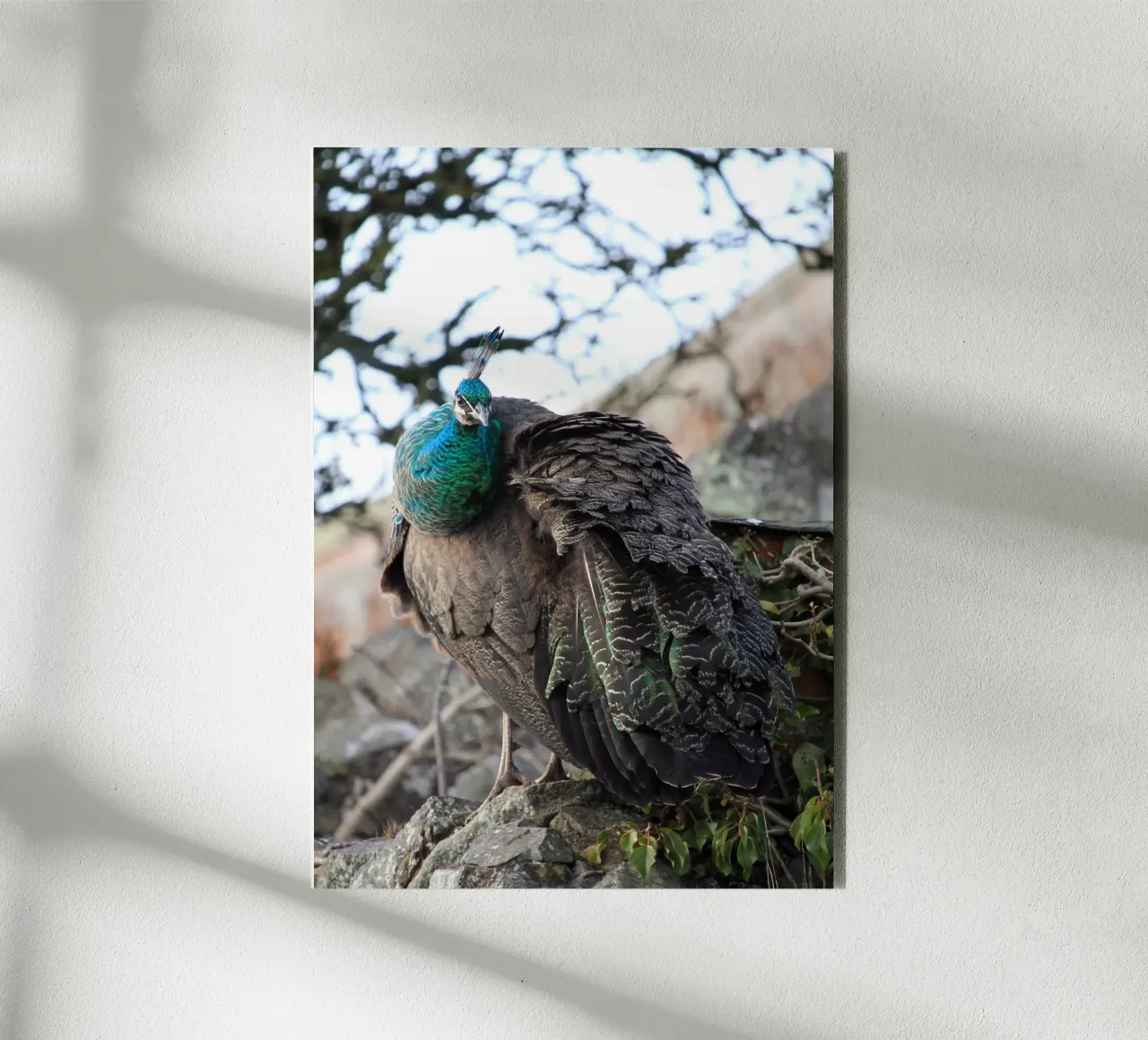 Pavone con piume splendide e vibranti alluminio dibond da Jack C Photography