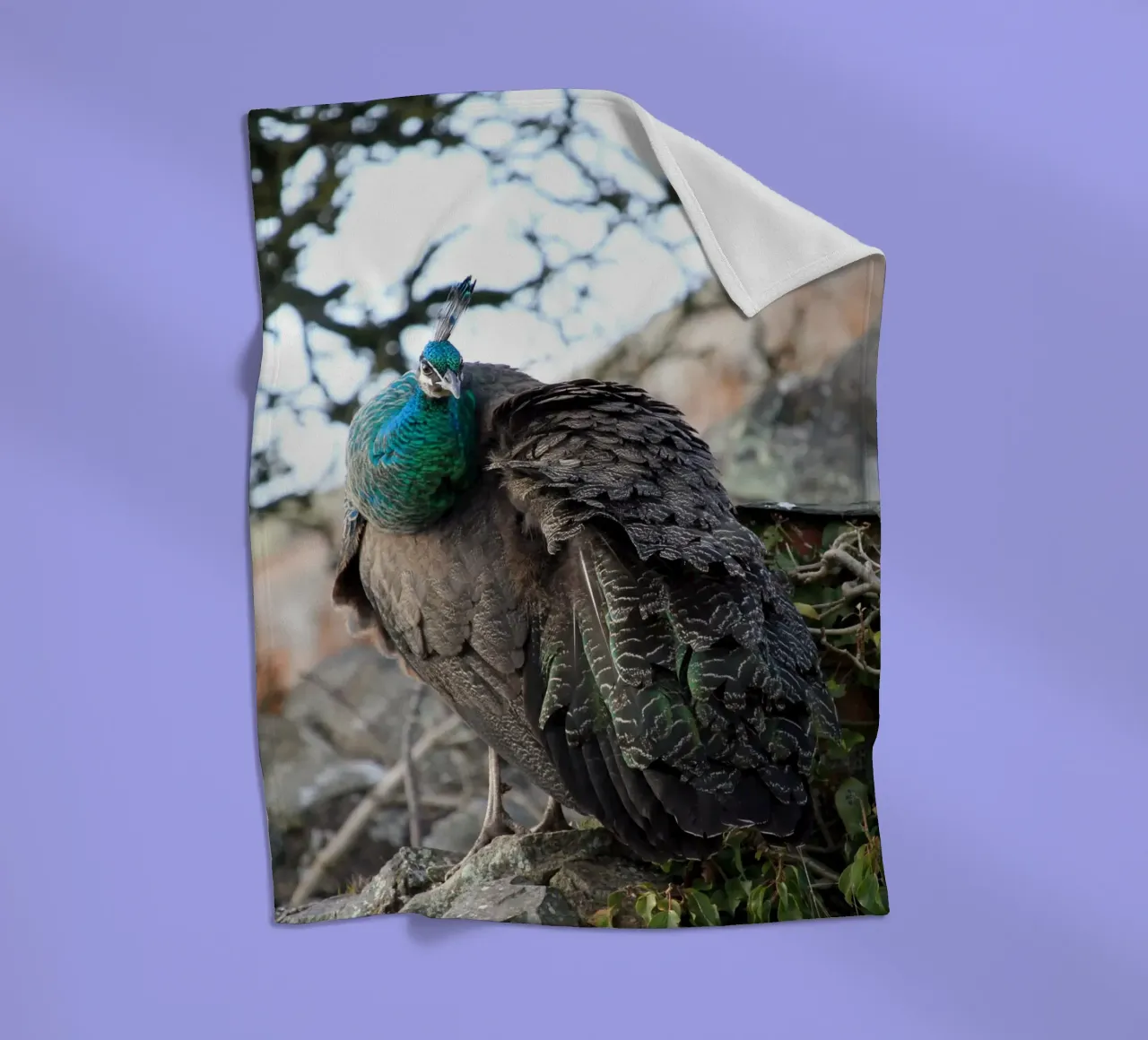 Pavone con piume splendide e vibranti coperta in pile da Jack C Photography