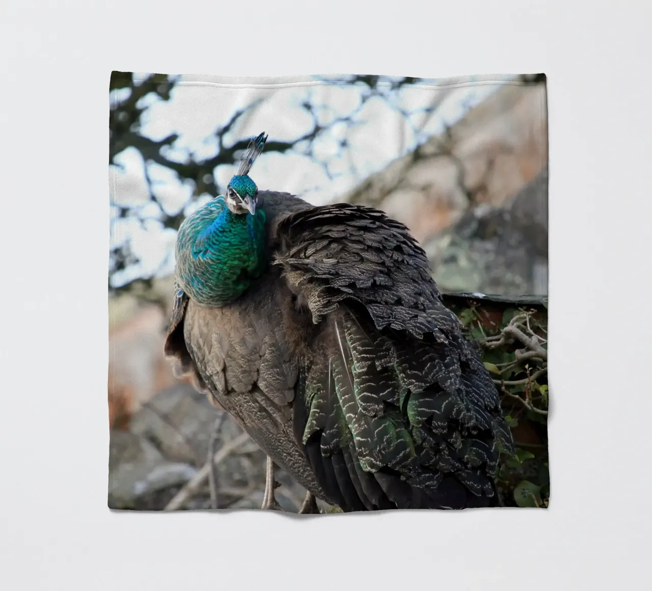 Pavone con piume splendide e vibranti coperta in pile da Jack C Photography