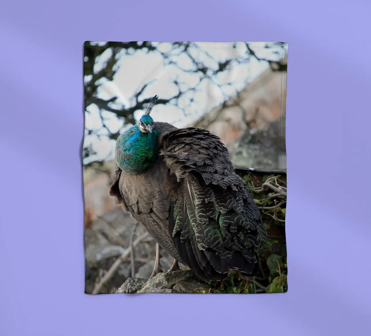 Pavone con piume splendide e vibranti coperta in pile da Jack C Photography