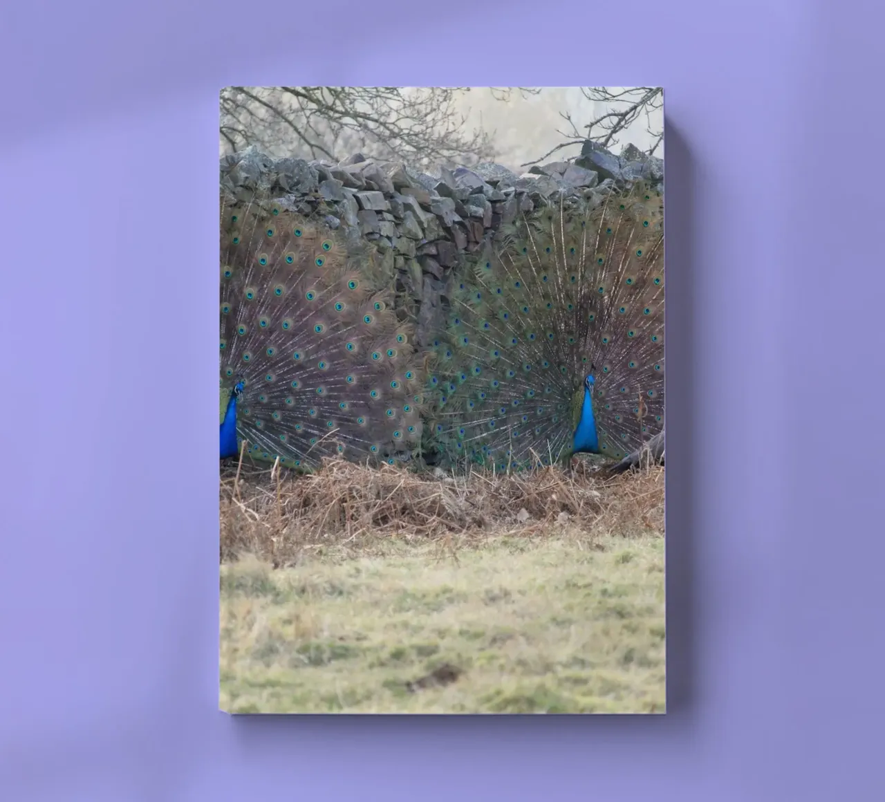 Peacocks Showing off their Feathers notebook by Jack C Photography