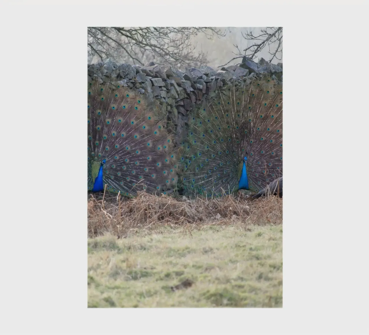 Peacocks Showing off their Feathers notebook by Jack C Photography