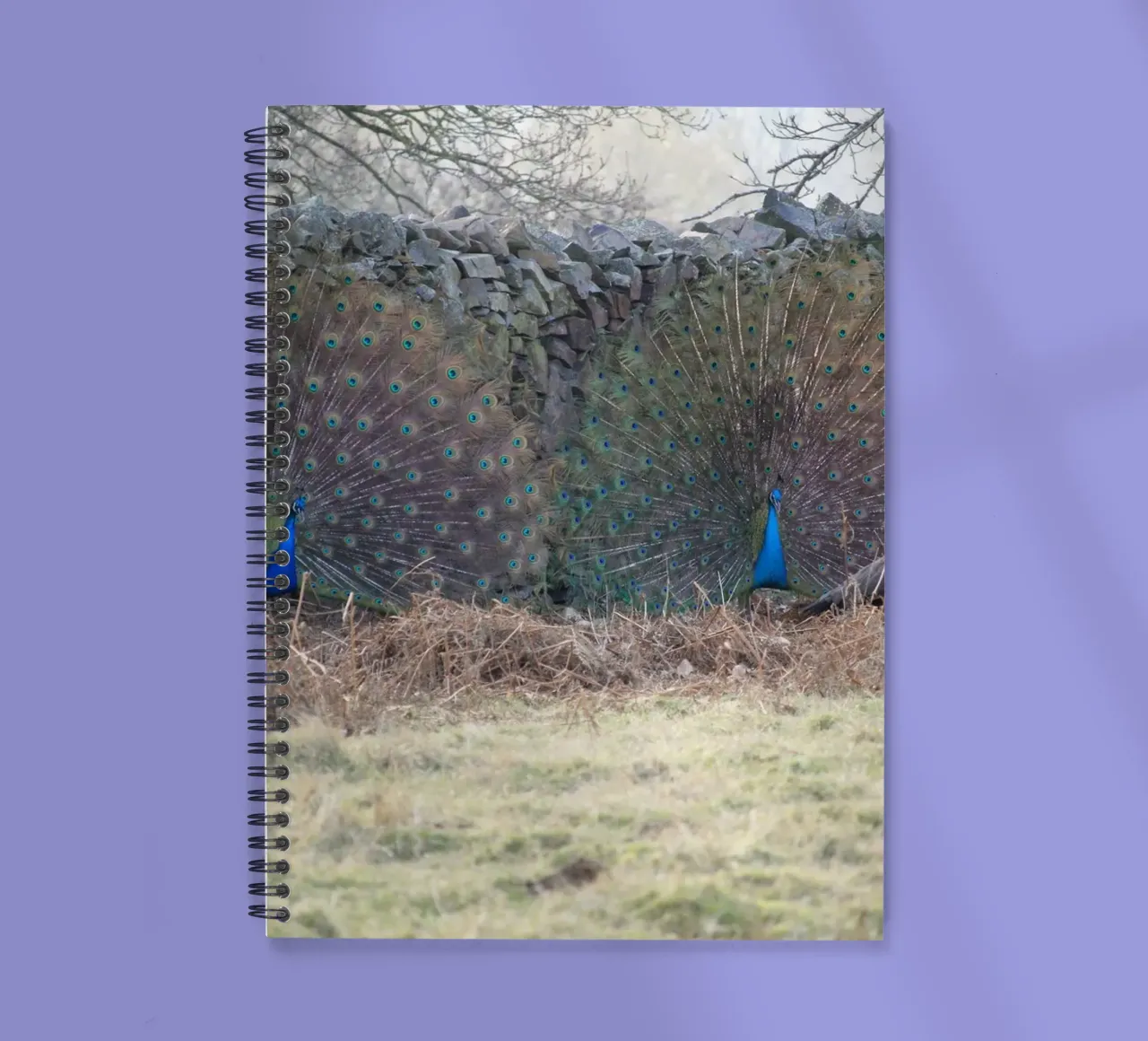 Peacocks Showing off their Feathers spiral notebook by Jack C Photography