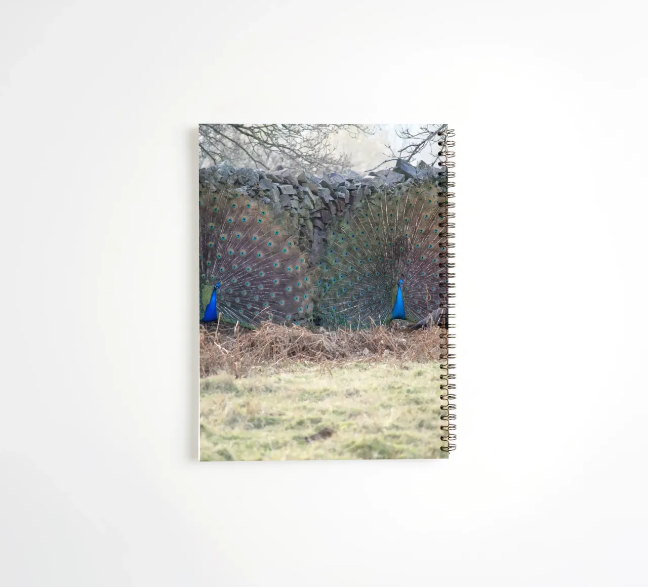 Peacocks Showing off their Feathers spiral notebook by Jack C Photography