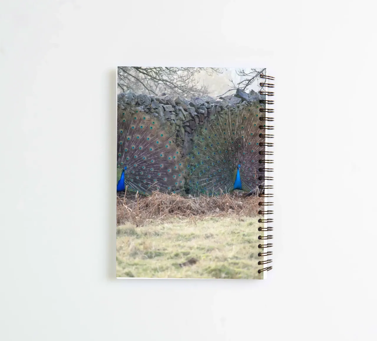 Peacocks Showing off their Feathers spiral notebook by Jack C Photography