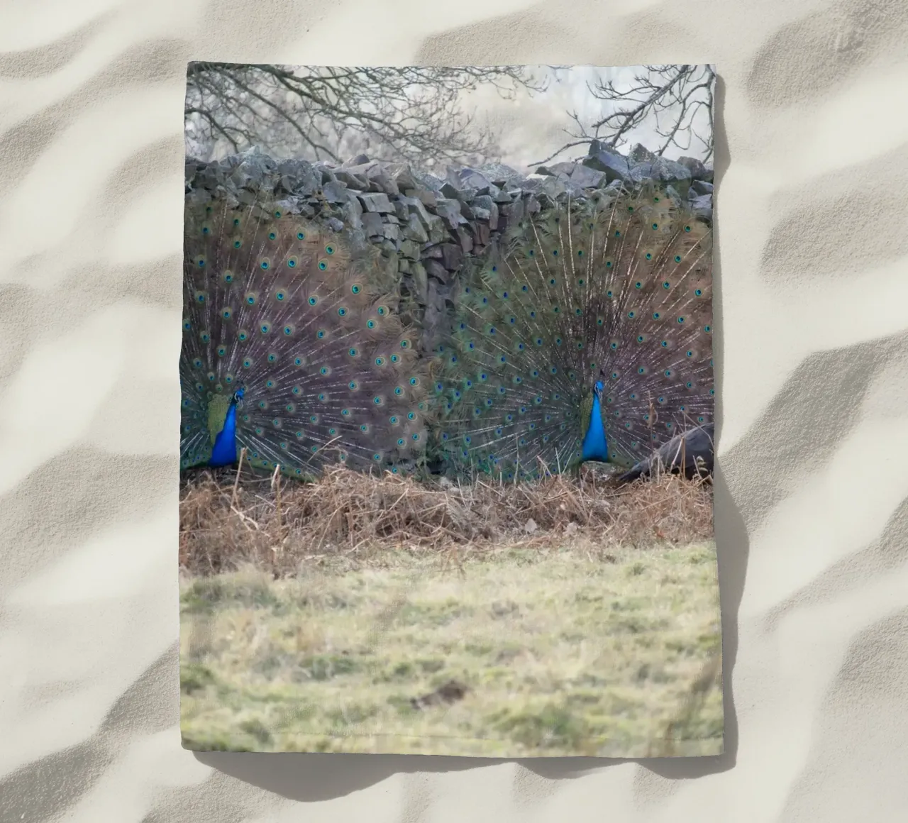 Pavoni che mostrano le loro piume telo mare da Jack C Photography