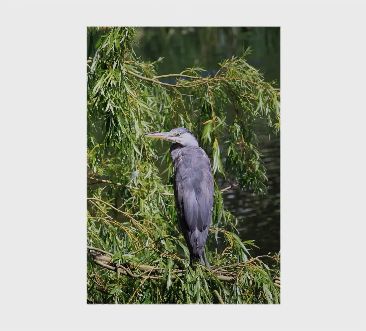 Heron in a Willow Tree at the Lake notebook by Jack C Photography