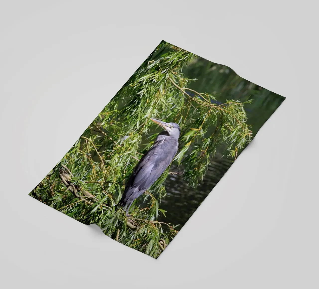 Heron in a Willow Tree at the Lake beach towel by Jack C Photography