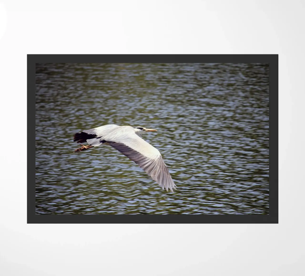 Airone in volo sull'acqua zerbino da Jack C Photography