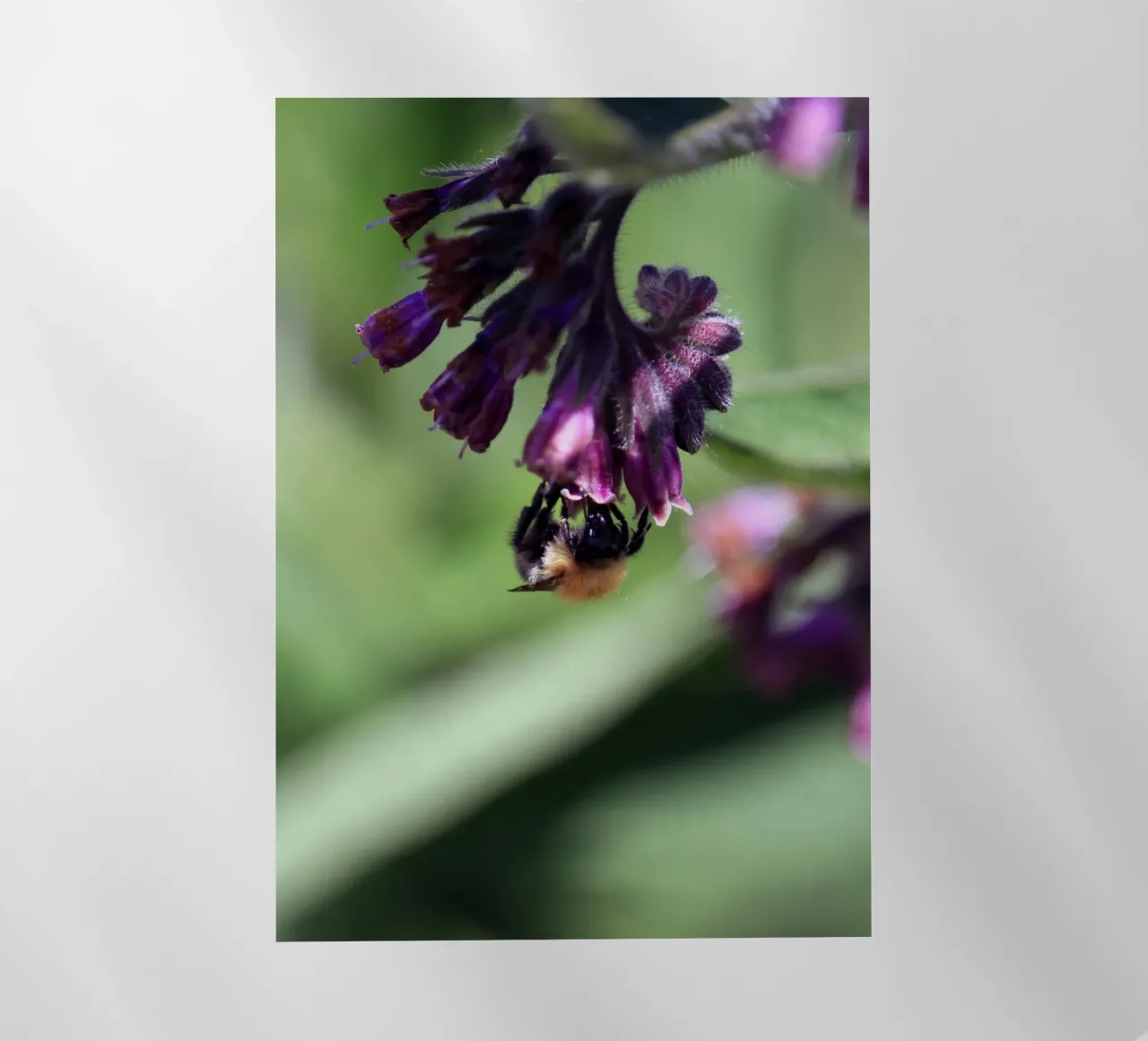 Bombi che impollinano i fiori di Comfrey pellicola backlit da Jack C Photography