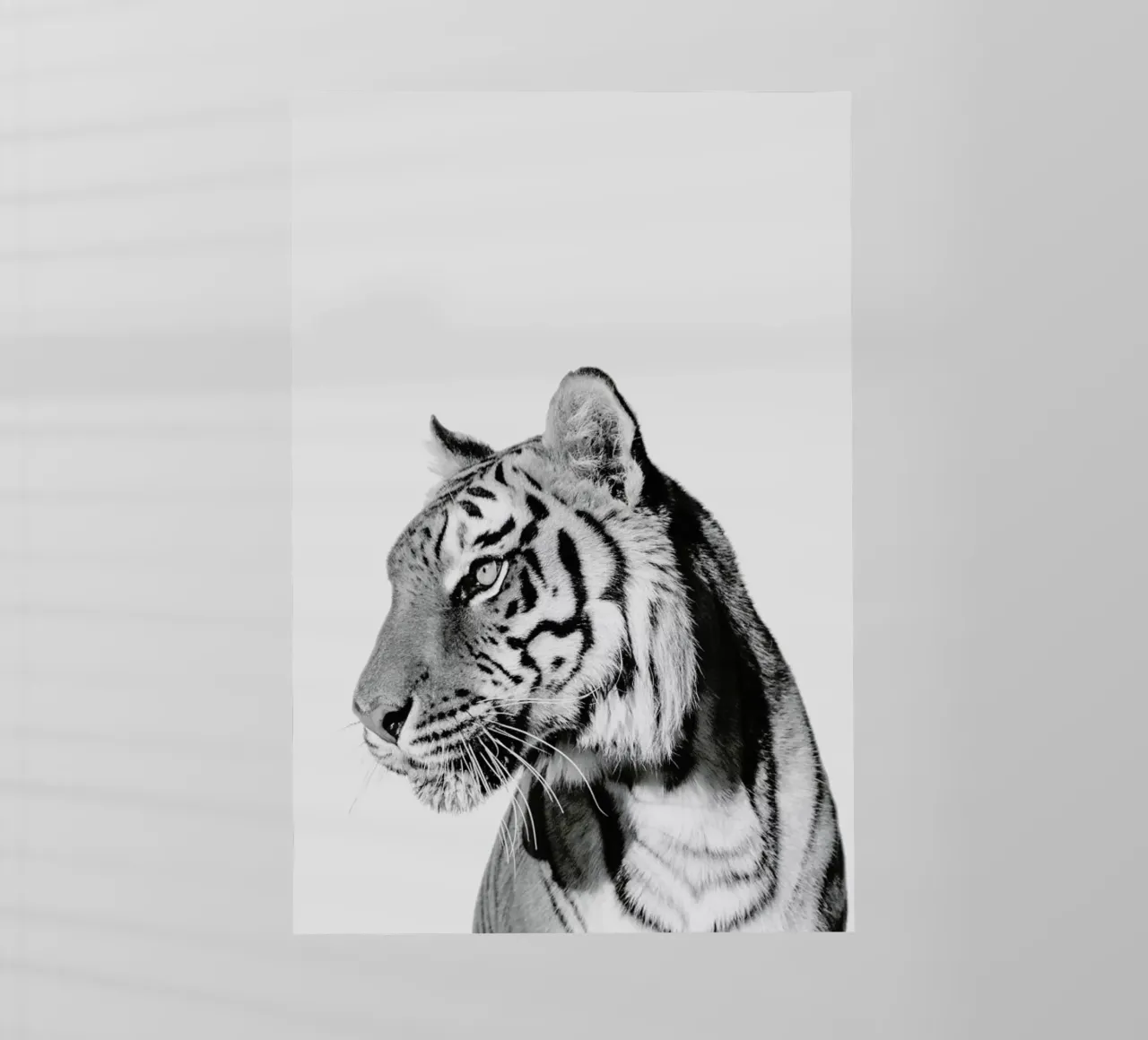 Tiger II pellicola backlit da Paws & Claws