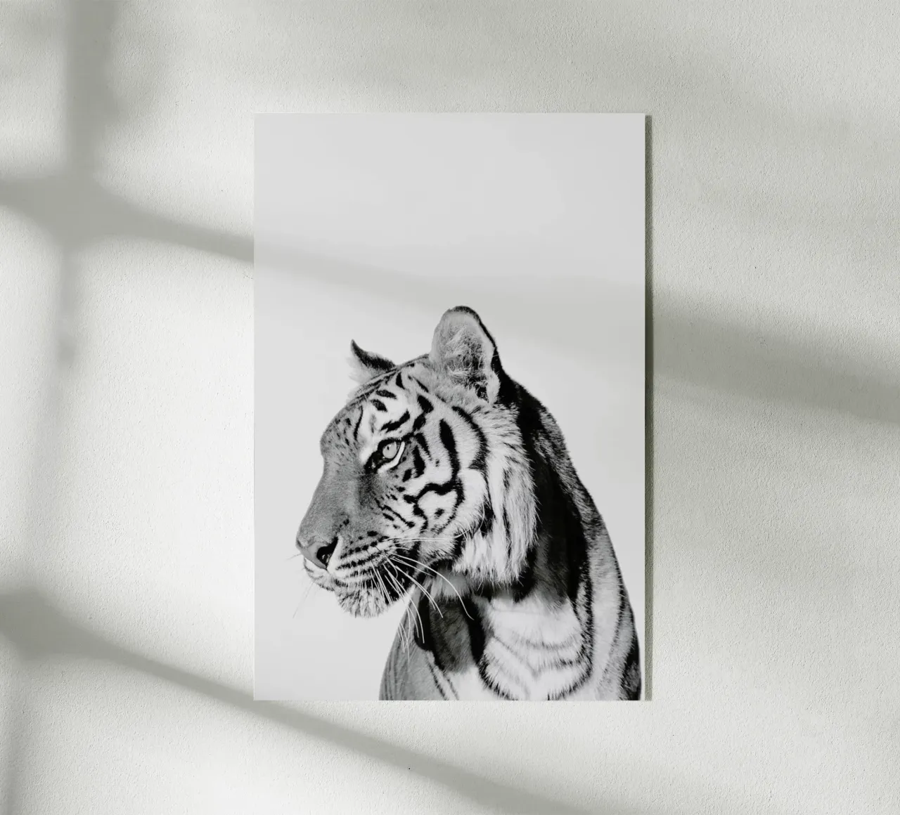 Tiger II plexiglass da Paws & Claws