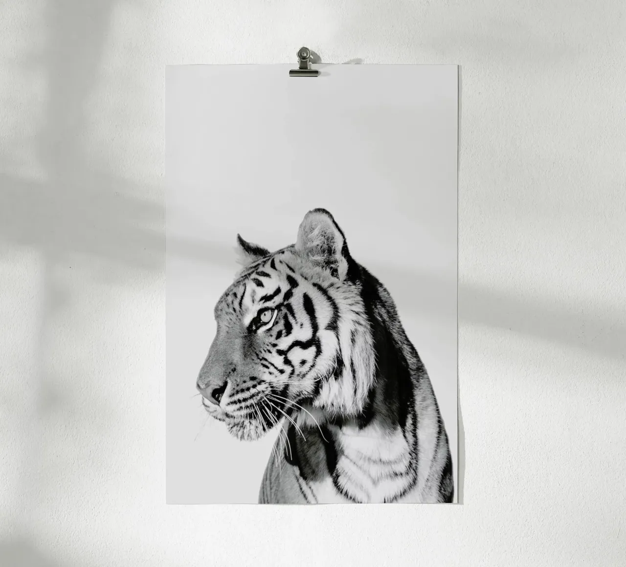 Tiger II poster con telaio in plastica da Paws & Claws