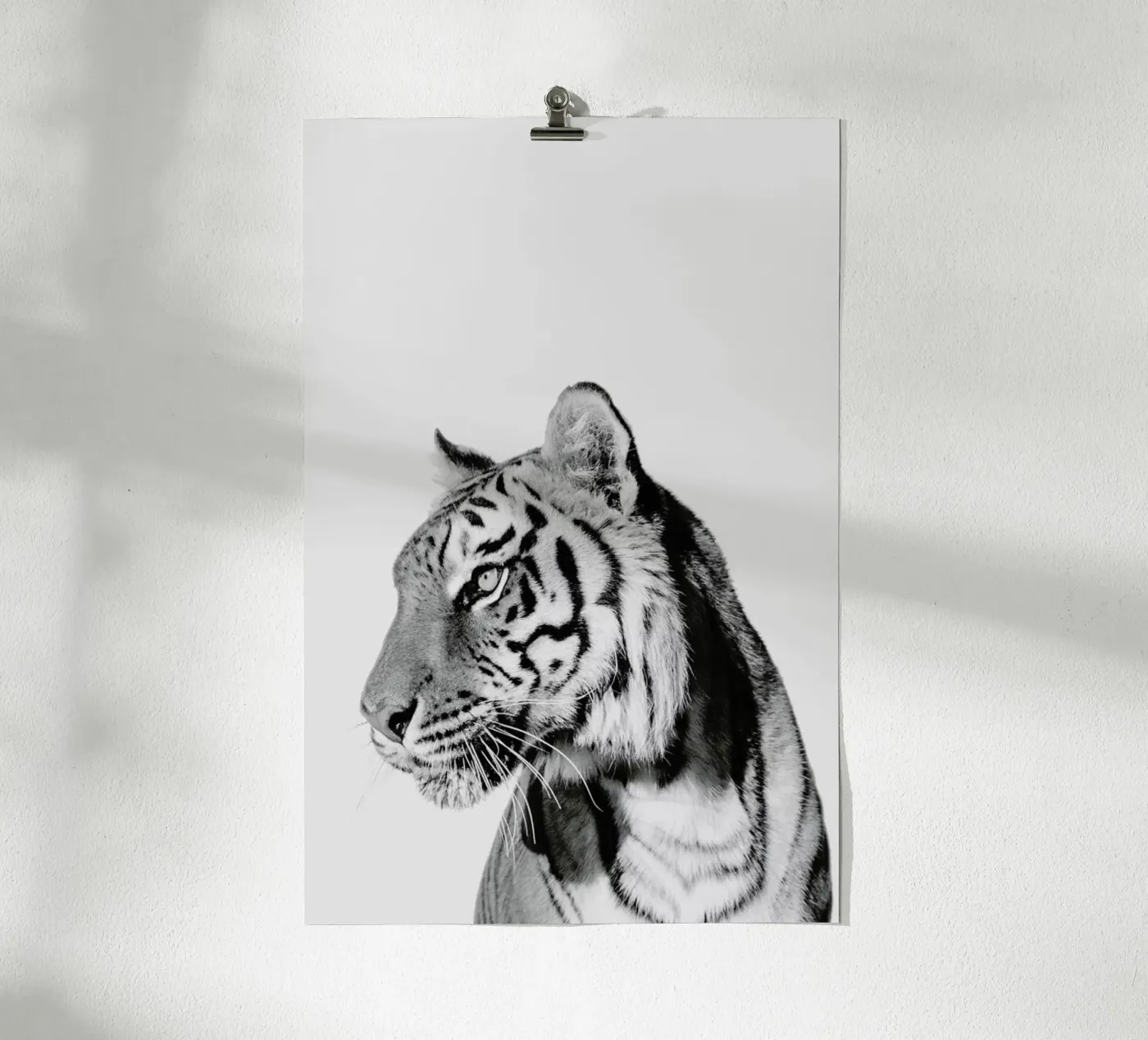 Tiger II poster da Paws & Claws