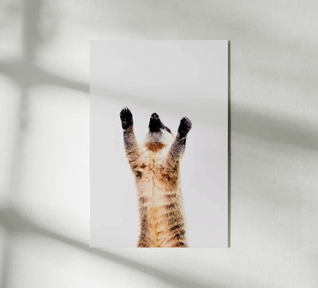 Meerkat plexiglass da Paws & Claws