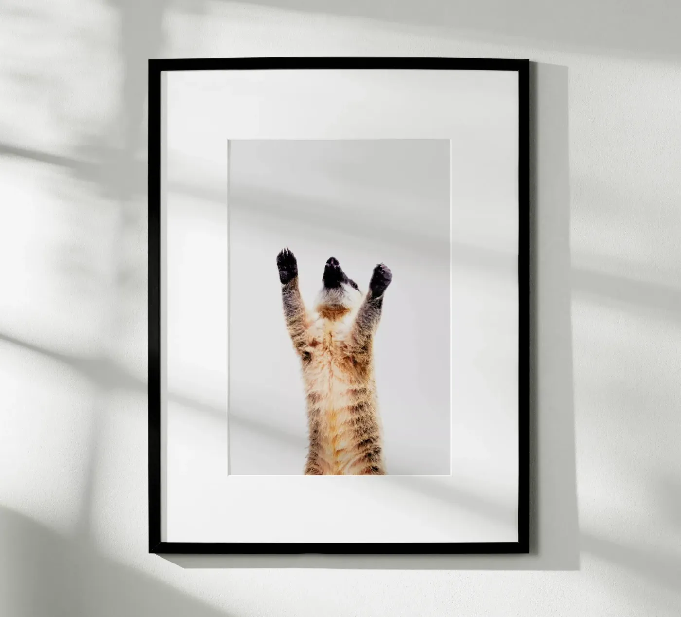 Meerkat poster da Paws & Claws