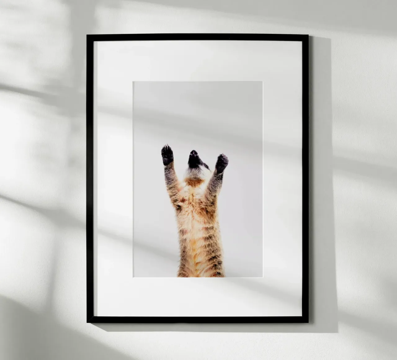 Meerkat poster da Paws & Claws