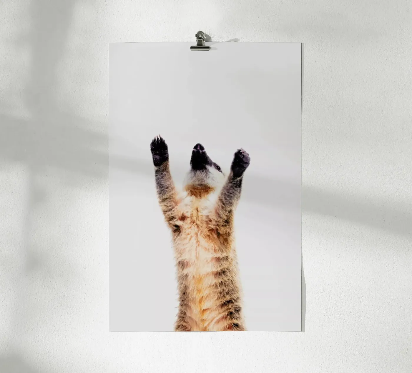 Meerkat poster da Paws & Claws