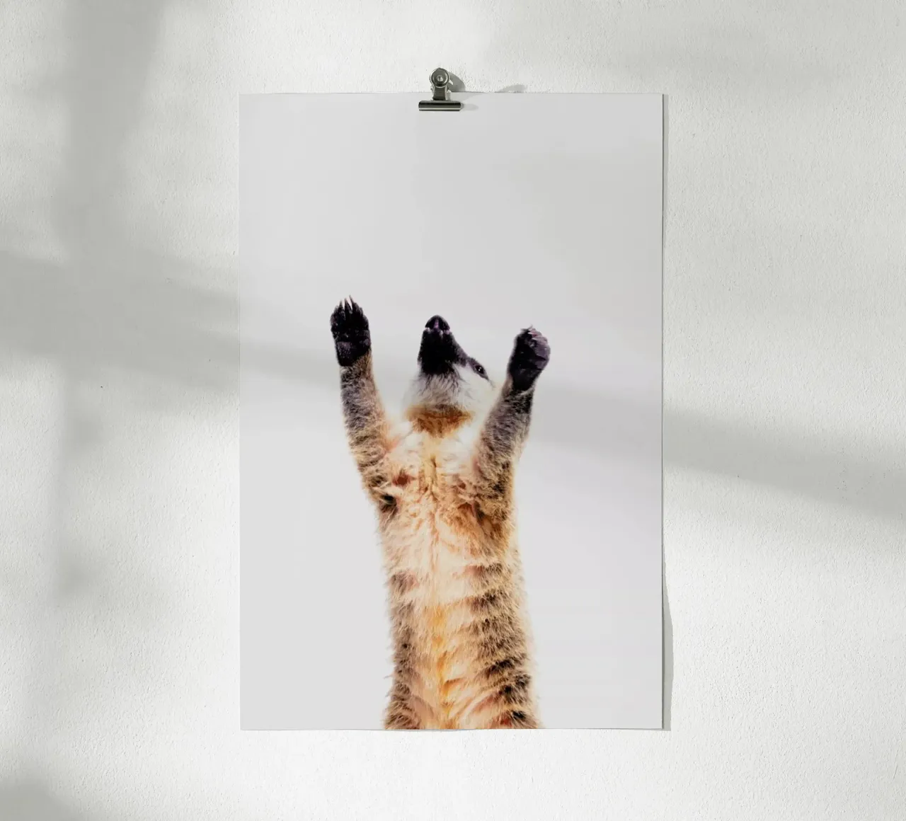 Meerkat poster da Paws & Claws