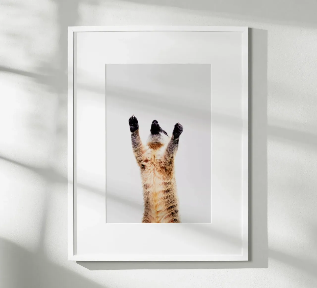 Meerkat poster da Paws & Claws