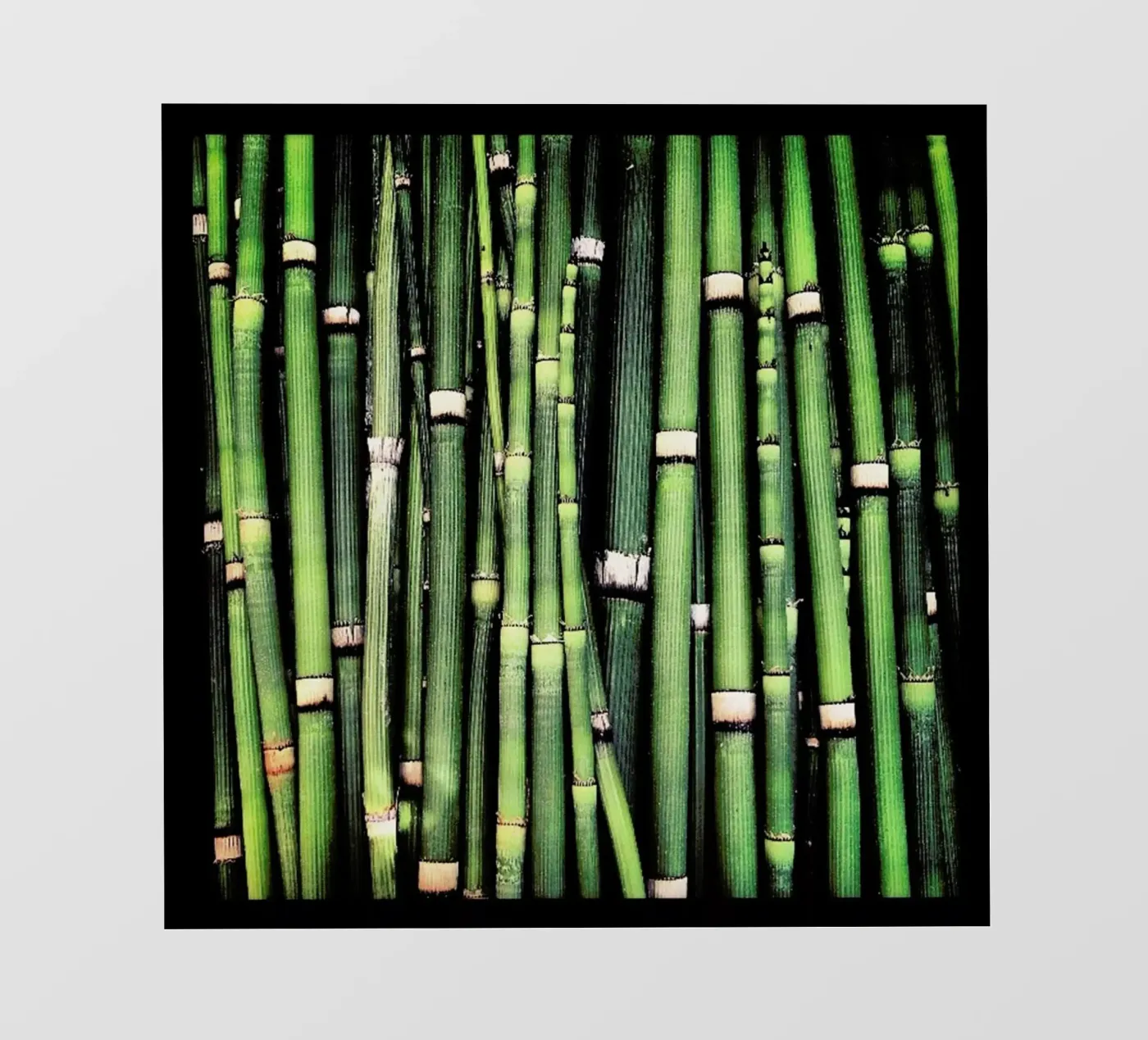 Jungle pellicola backlit da Ballack Art House