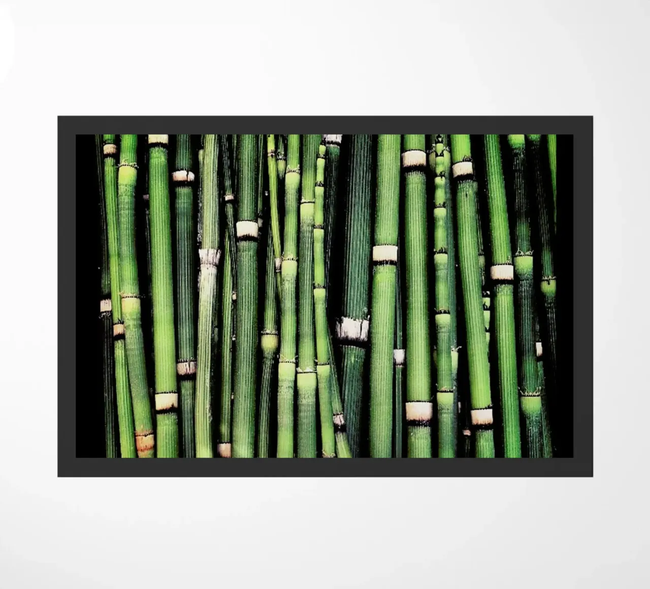 Jungle zerbino da Ballack Art House