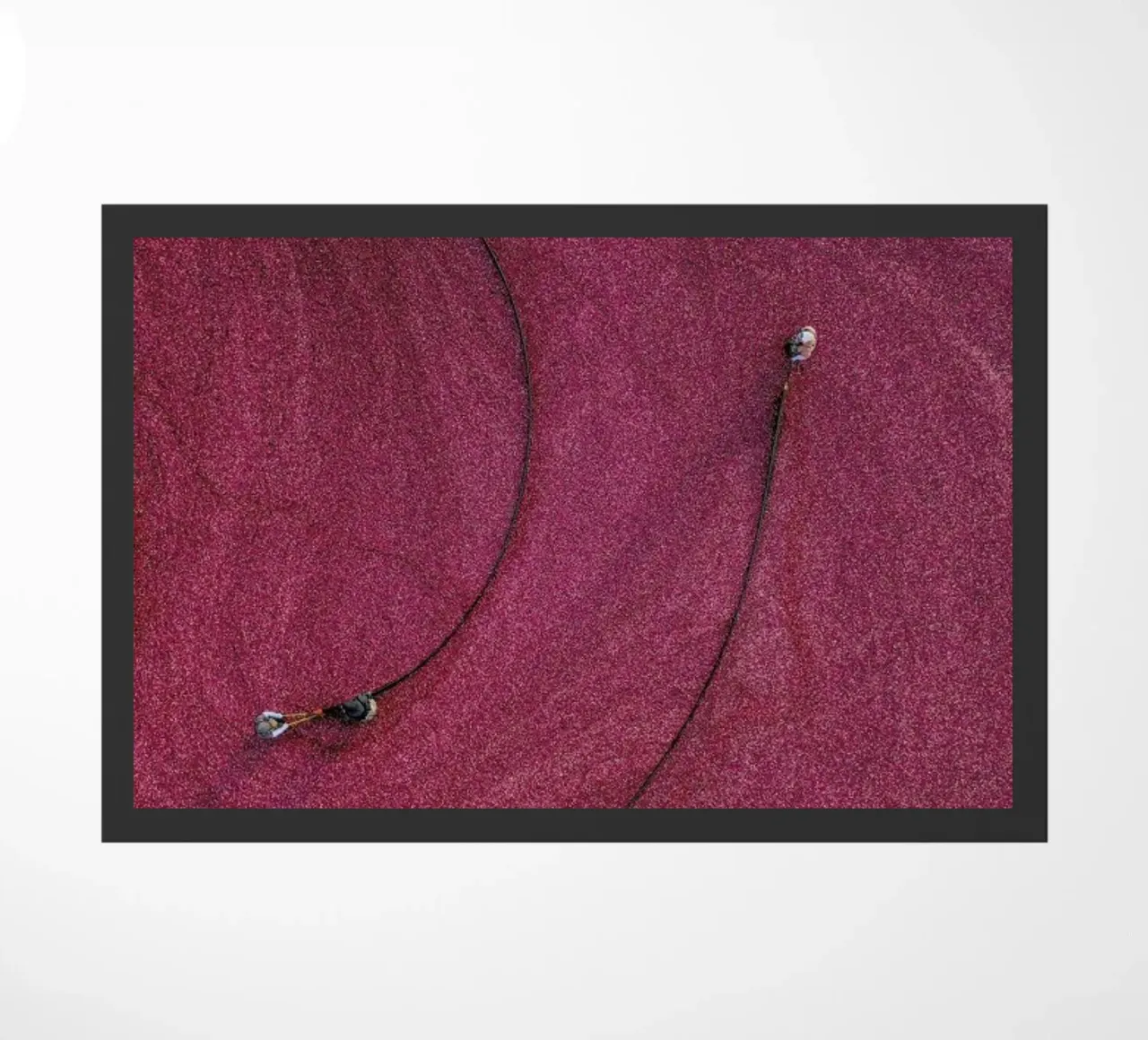 Cranberries I zerbino da METROPOLIS