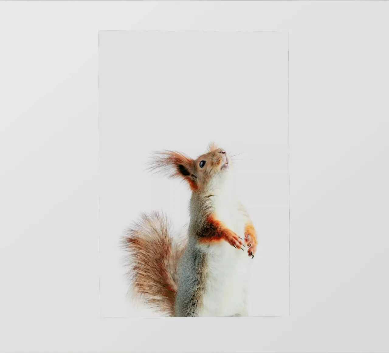 Red Squirrel II telo in pvc da Paws & Claws