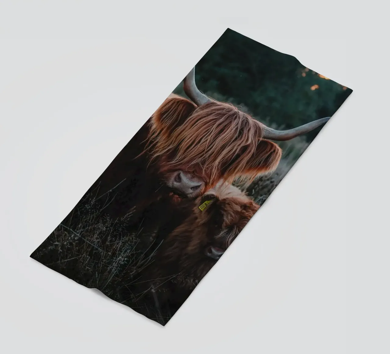 Highland Cattle telo mare da Sibbershusum