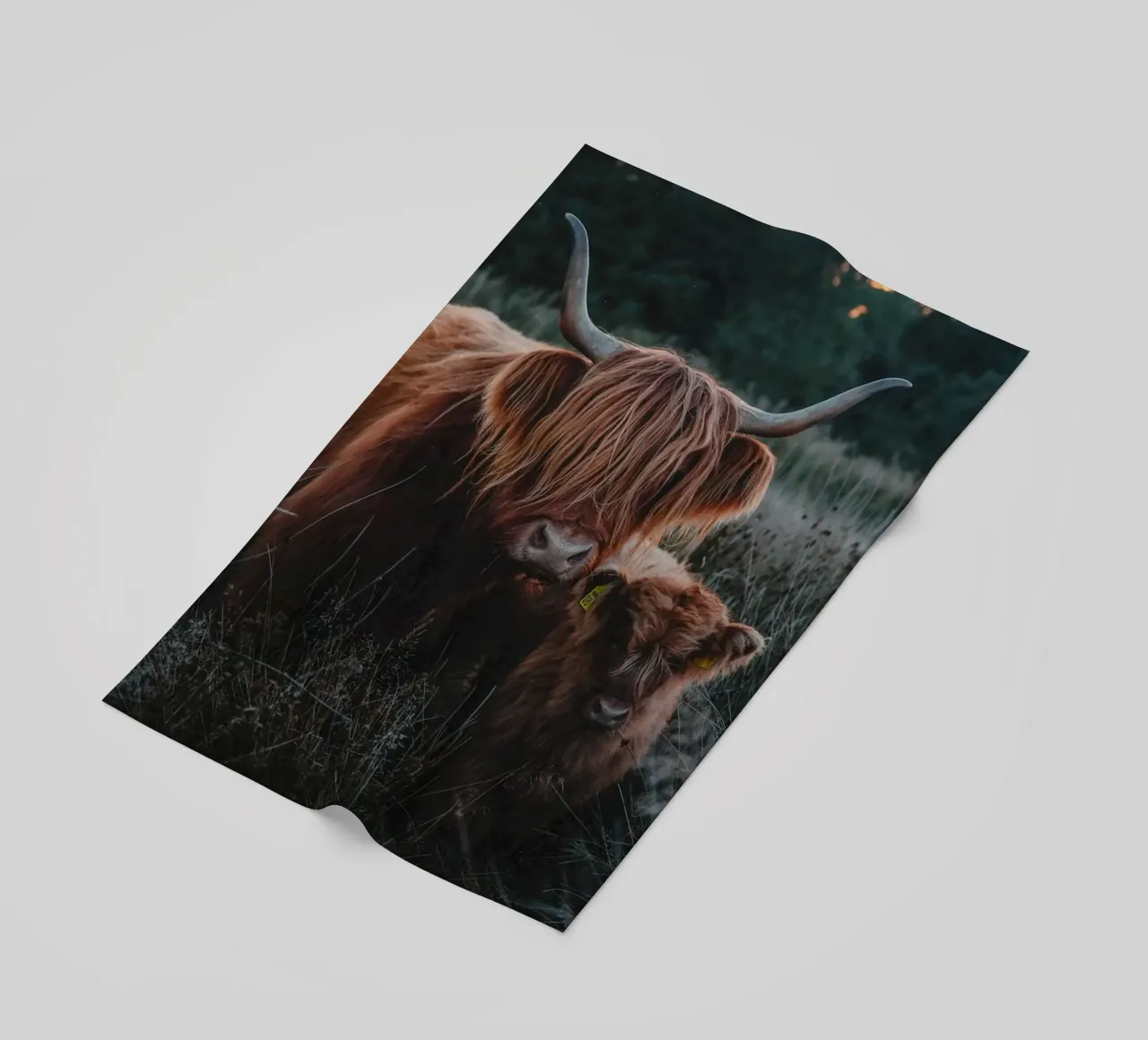 Highland Cattle telo mare da Sibbershusum