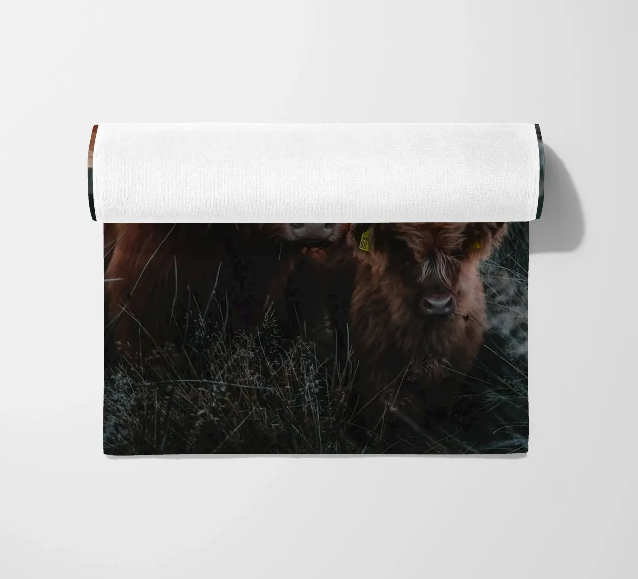 Highland Cattle telo mare da Sibbershusum