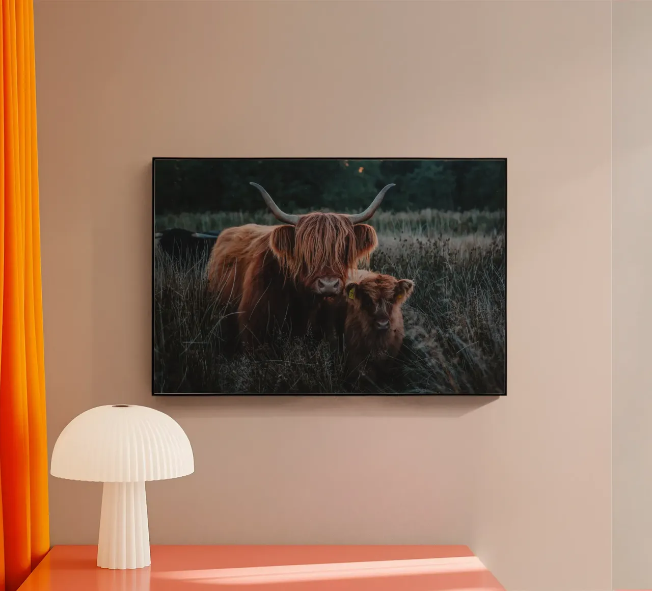 Highland Cattle plexiglass da Sibbershusum