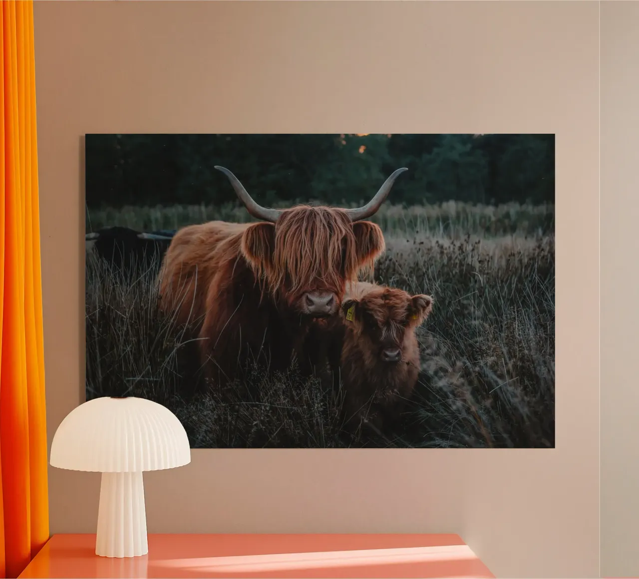 Highland Cattle plexiglass da Sibbershusum