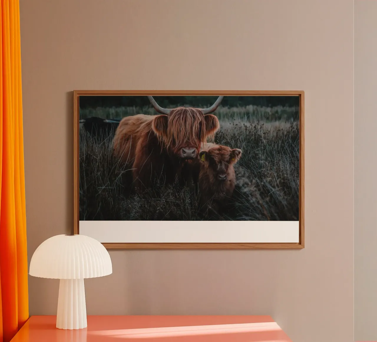Highland Cattle alluminio dibond da Sibbershusum