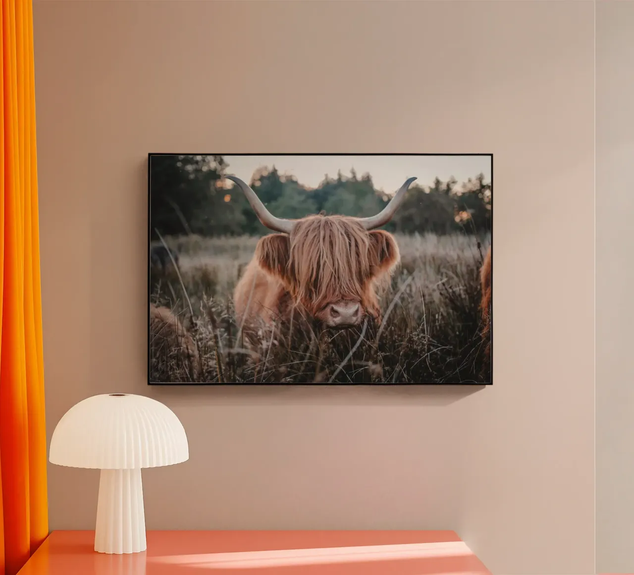 Highland Kuh plexiglass da Sibbershusum