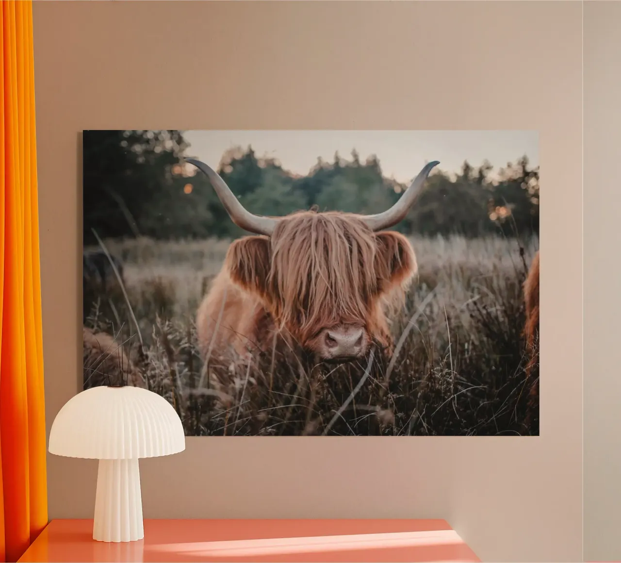 Highland Kuh plexiglass da Sibbershusum