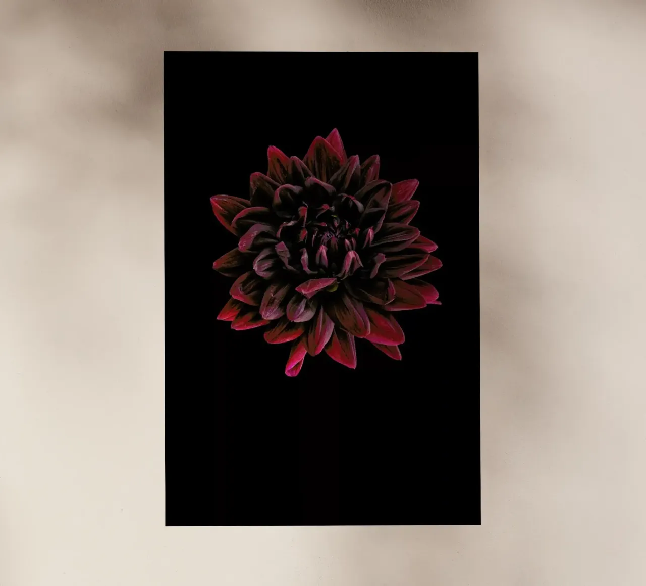 Dahlia 3 pellicola backlit da Curious Collections by Marielle Leenders