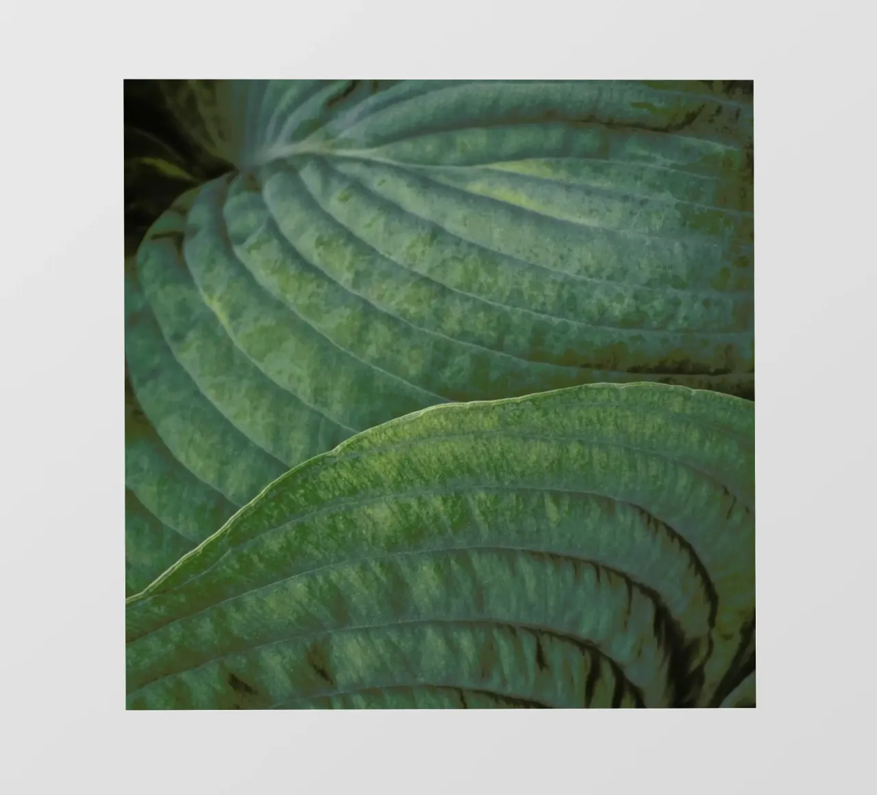 Loving The Leaves 6 pvc cover by Nur Mut