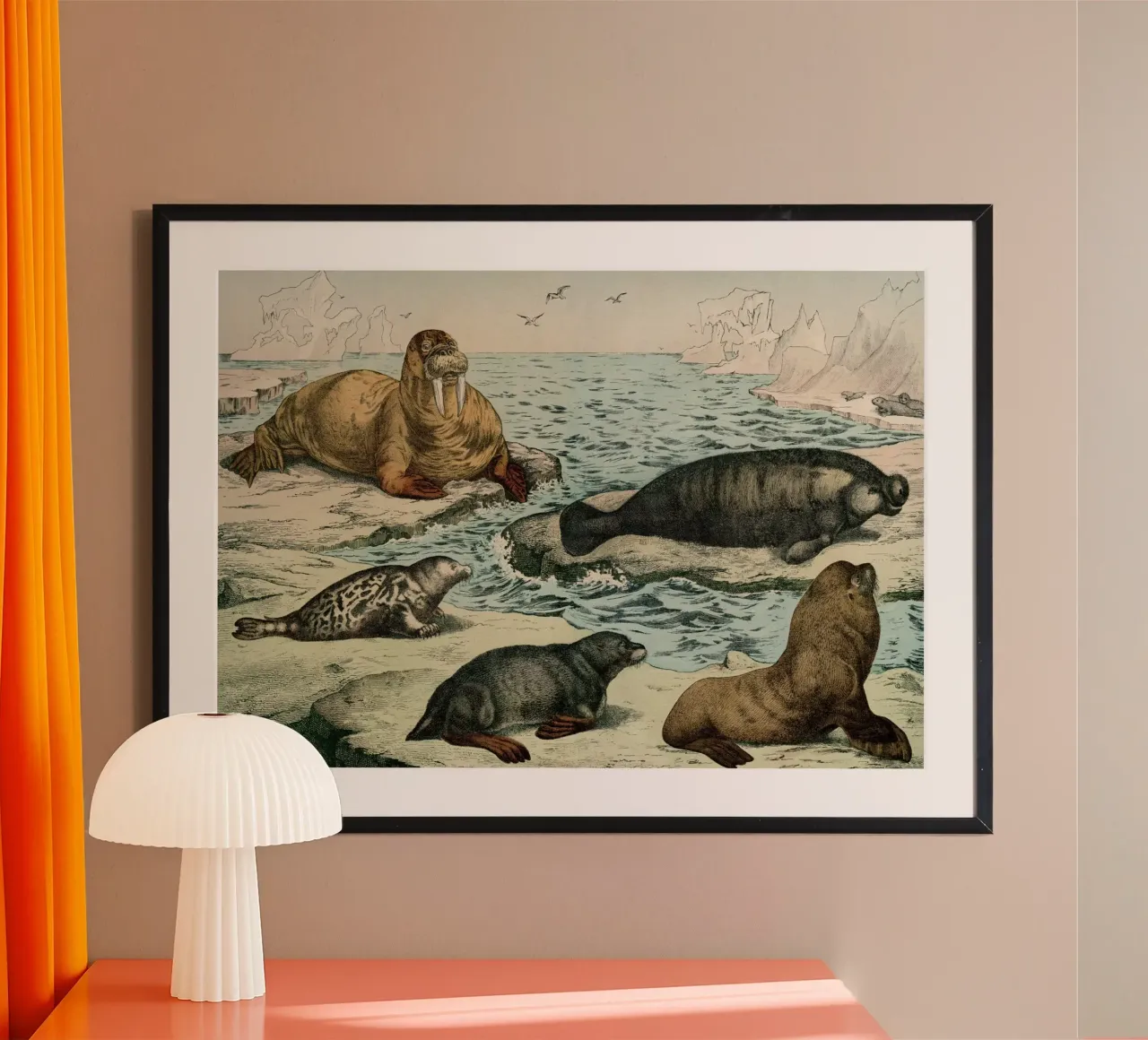 Vintage Schubert 6 Robben 28 poster con telaio in plastica da Vintage Print Collection