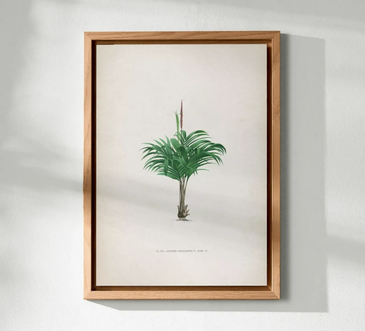 Vintage Kerchove 4 Les Palmiers 19 alluminio dibond da Vintage Print Collection