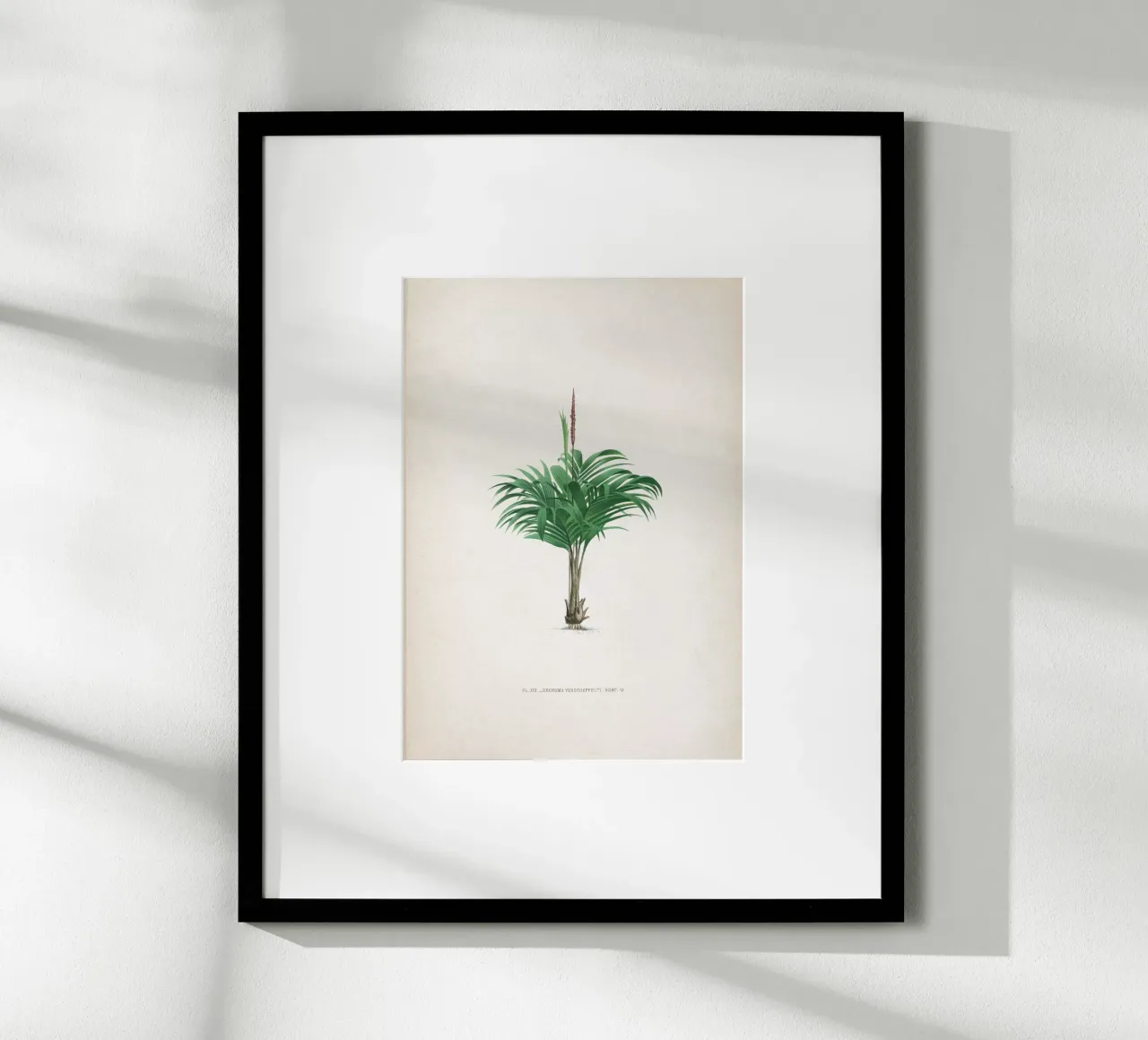 Vintage Kerchove 4 Les Palmiers 19 poster con telaio in plastica da Vintage Print Collection
